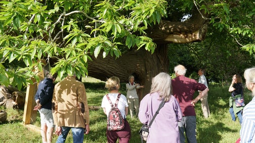 Volunteer leading a tree walk at Killerton, Devon